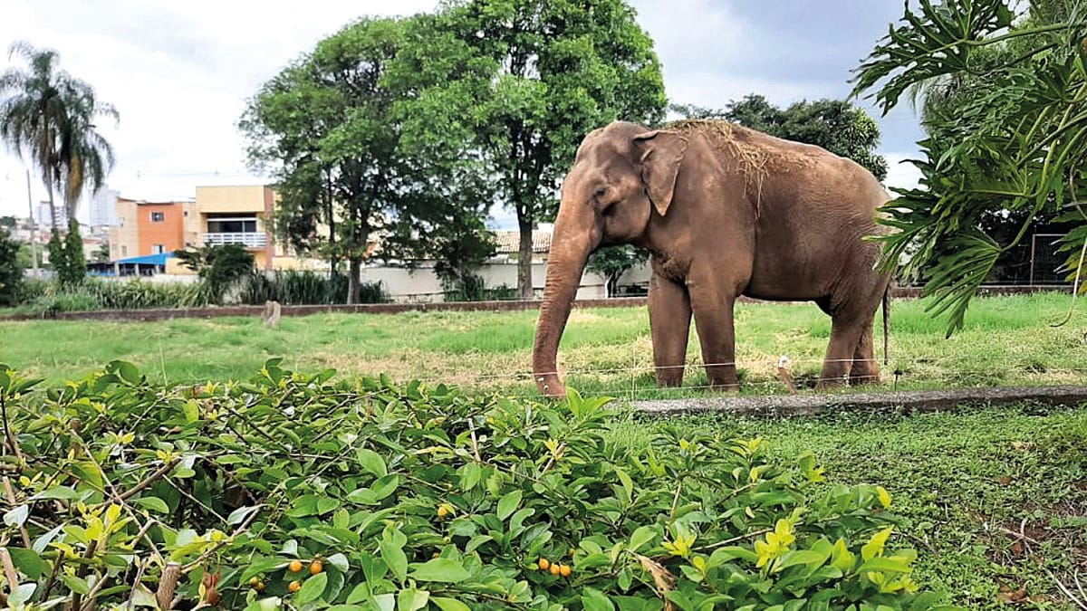 Elefante Sandro no zoológico de Sorocaba, no interior de São Paulo