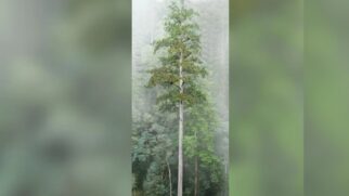 Maior árvore do Leste Asiático, a espada celestial
