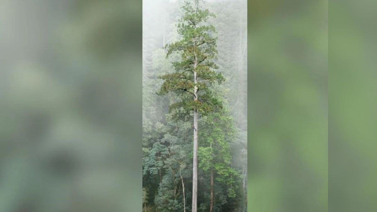 Maior árvore do Leste Asiático, a espada celestial