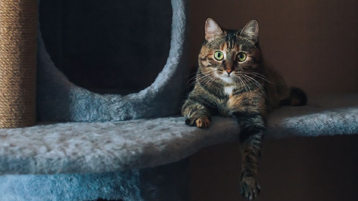 Gato deitado olhando para a câmera
