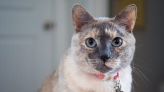 Gato
