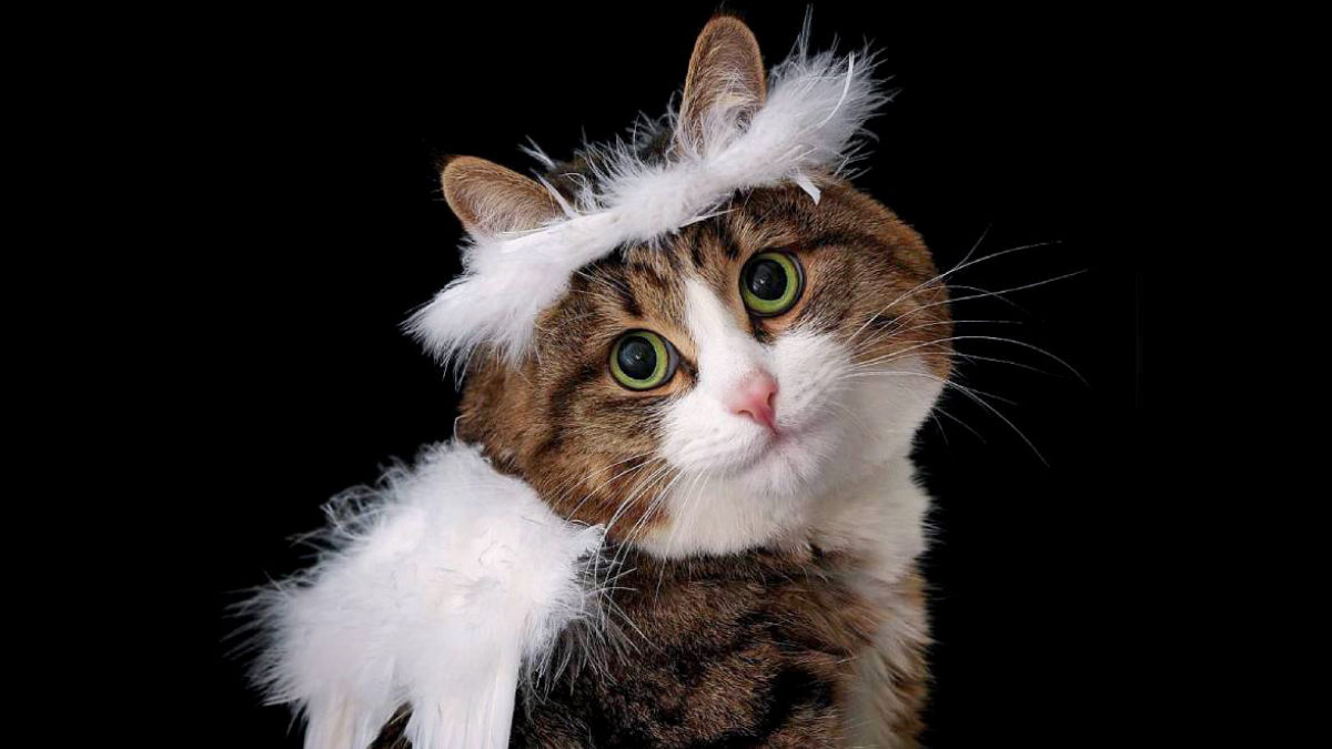 As caretas inusitadas transformaram Rexie em um dos gatos mais conhecidos da internet (Reprodução: Instagram)