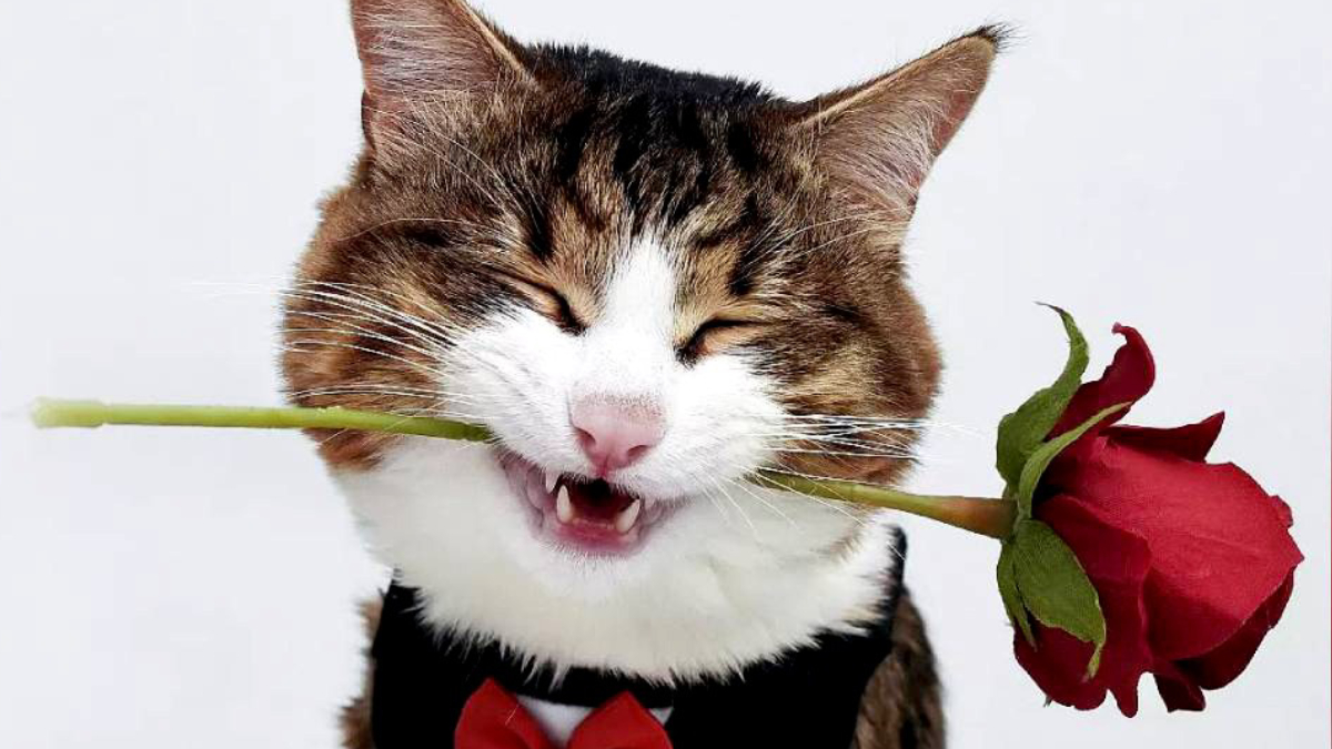 As expressões espontâneas do gato renderam a ele o apelido de "gato mais expressivo do mundo" (Reprodução: YouTube)