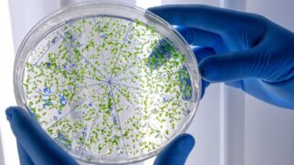 Proteína identificada em bactérias consegue produzir uma longa sequência de DNA sem usar material genético pré-existente como modelo (Foto: Freepik)