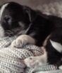 5 raças de cachorro tão fofas que se parecem como filhotes mesmo quando são adultos