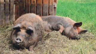 Dois porcos da raça mangalitsa deitados