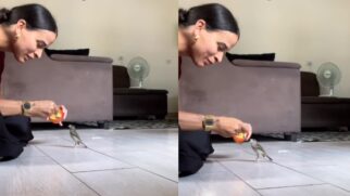 Maquiadora alimentando pássaro selvagem resgatado