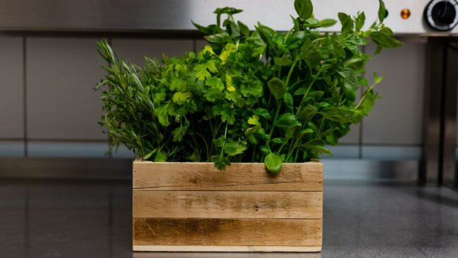 Como montar uma mini-horta na cozinha sem matar as plantas