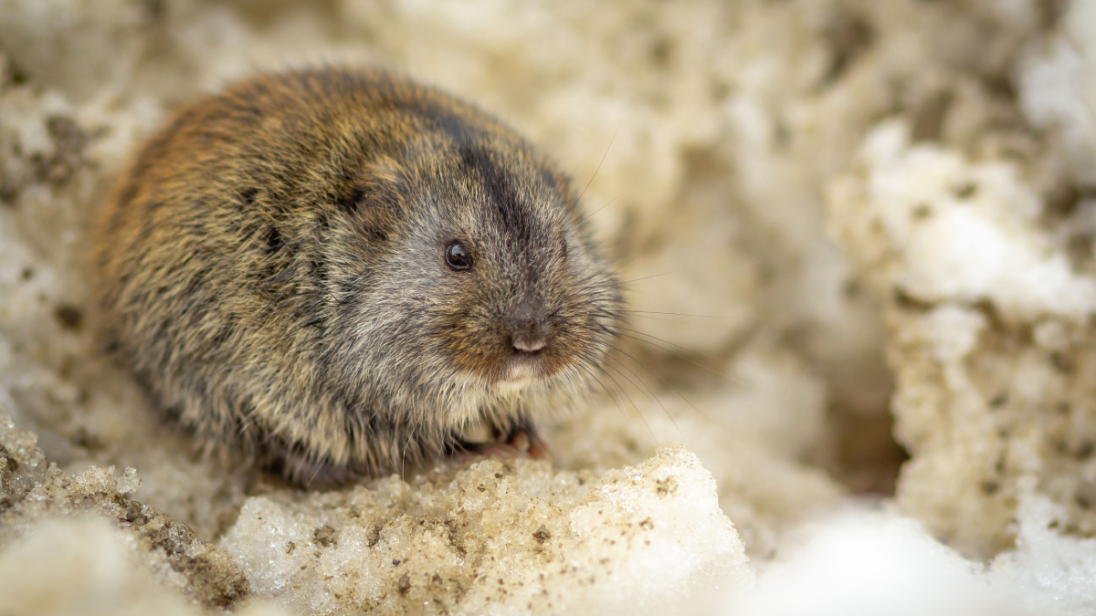 A nova espécie vive em uma área restrita de mata nativa e pode ter permanecido desconhecida devido ao isolamento geográfico da região (Foto: Pexels)
