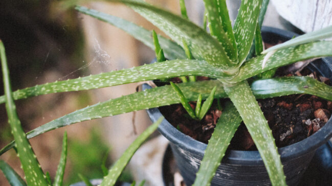 Compacta e resistente, a babosa pode ser cultivada em pequenos espaços do quarto (Foto: Pexels)
