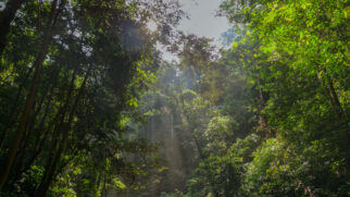 Novo estudo indica que as florestas podem armazenar menos carbono do que os modelos climáticos estimavam (Foto: Pexels)