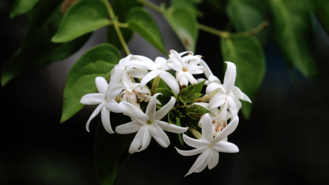 O aroma delicado do jasmim é frequentemente associado à tranquilidade e ao relaxamento (Foto: Pexels)