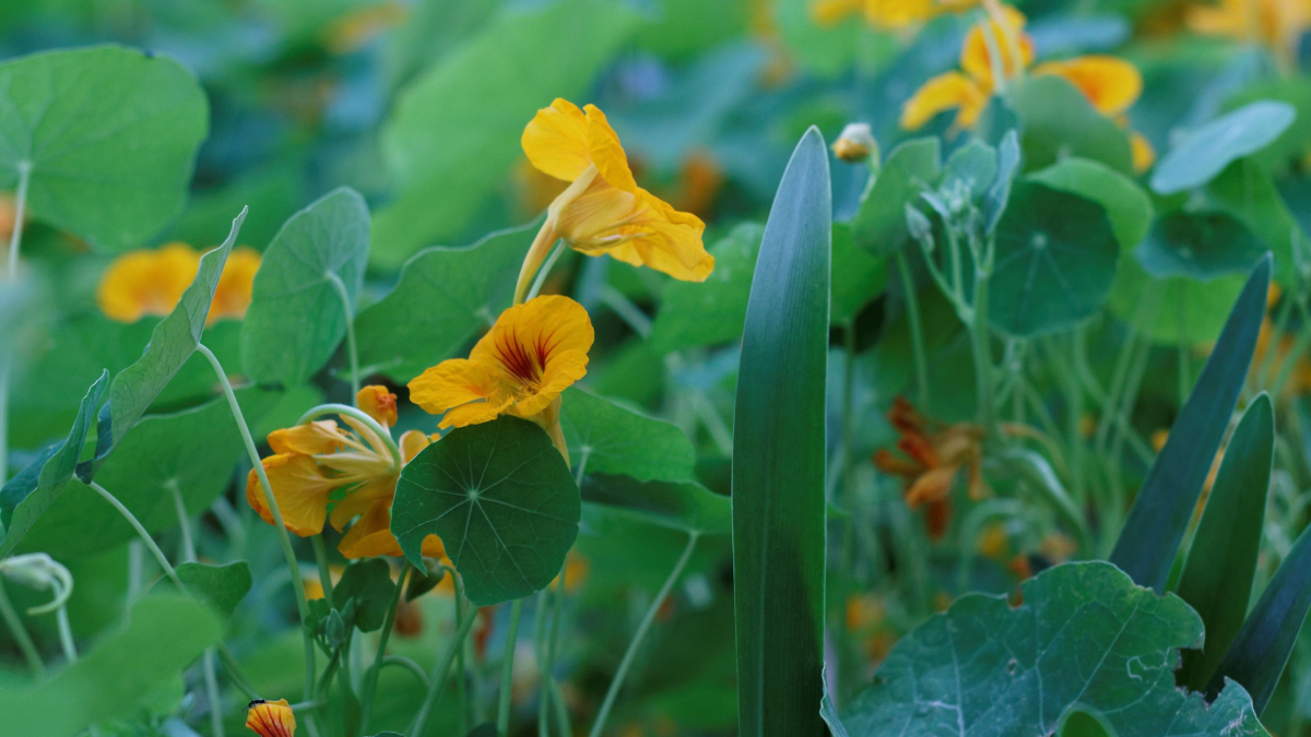  Além de ornamentar o jardim, a capuchinha produz flores comestíveis e se desenvolve rapidamente em vasos e canteiros (Foto: Pexels)