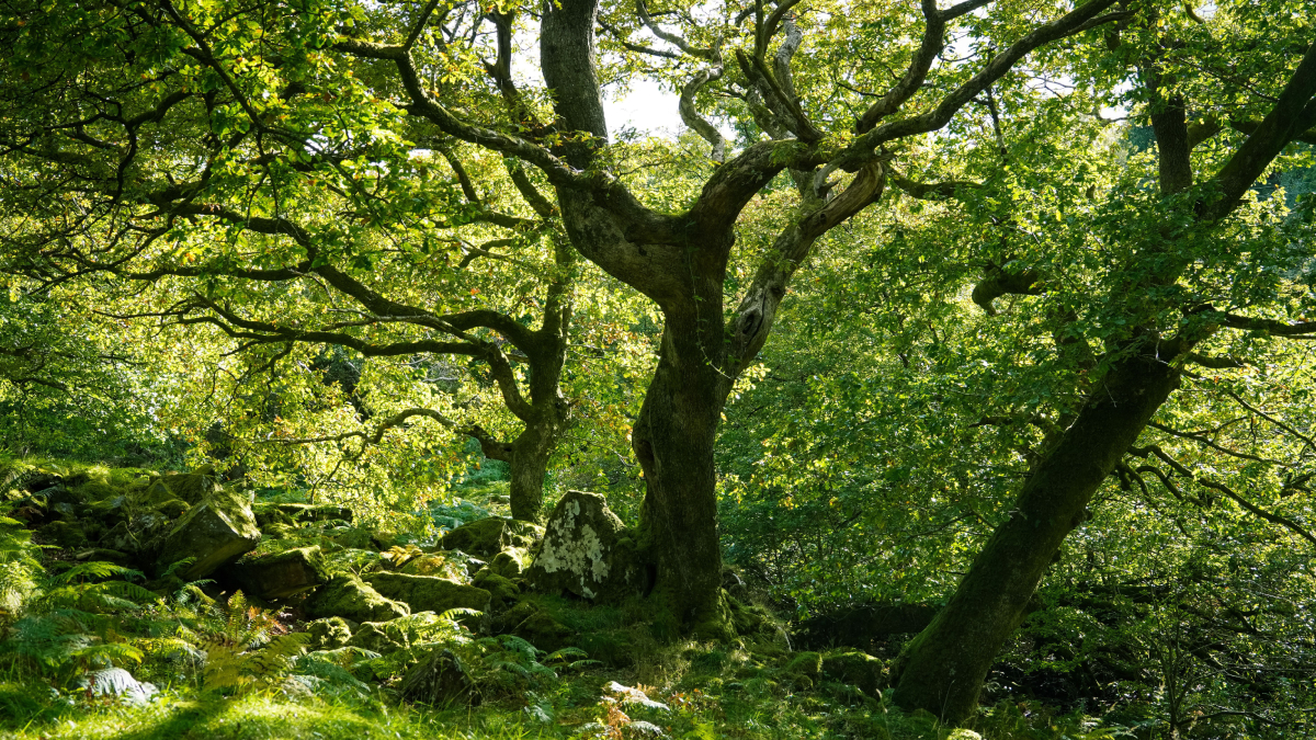 Pesquisadores descobriram que crescimento das árvores e armazenamento de carbono nem sempre acontecem no mesmo ritmo (Foto: Pexels)