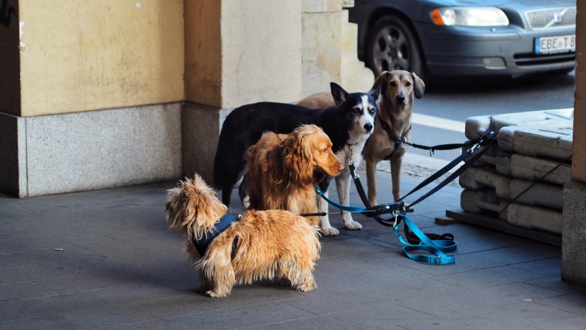 Os espaços contam com sistemas de segurança que permitem ao tutor acompanhar o animal durante as compras (Foto: Pexels)