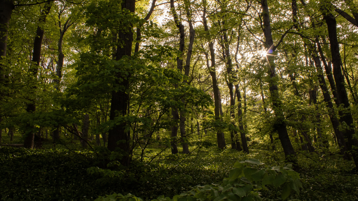Florestas seguem fundamentais para o equilíbrio climático, mas sua capacidade de retenção pode ser mais limitada (Foto: Pexels)