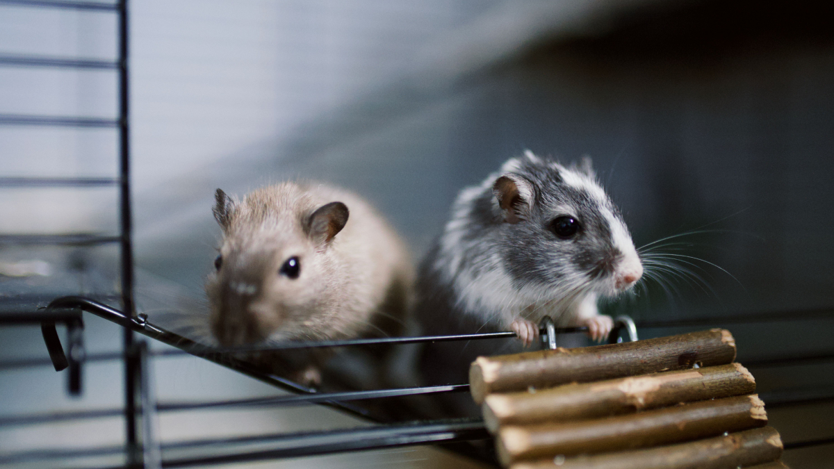 Os hamsters costumam ser mais ativos durante a noite e adoram explorar seu habitat (Foto: Pexels)