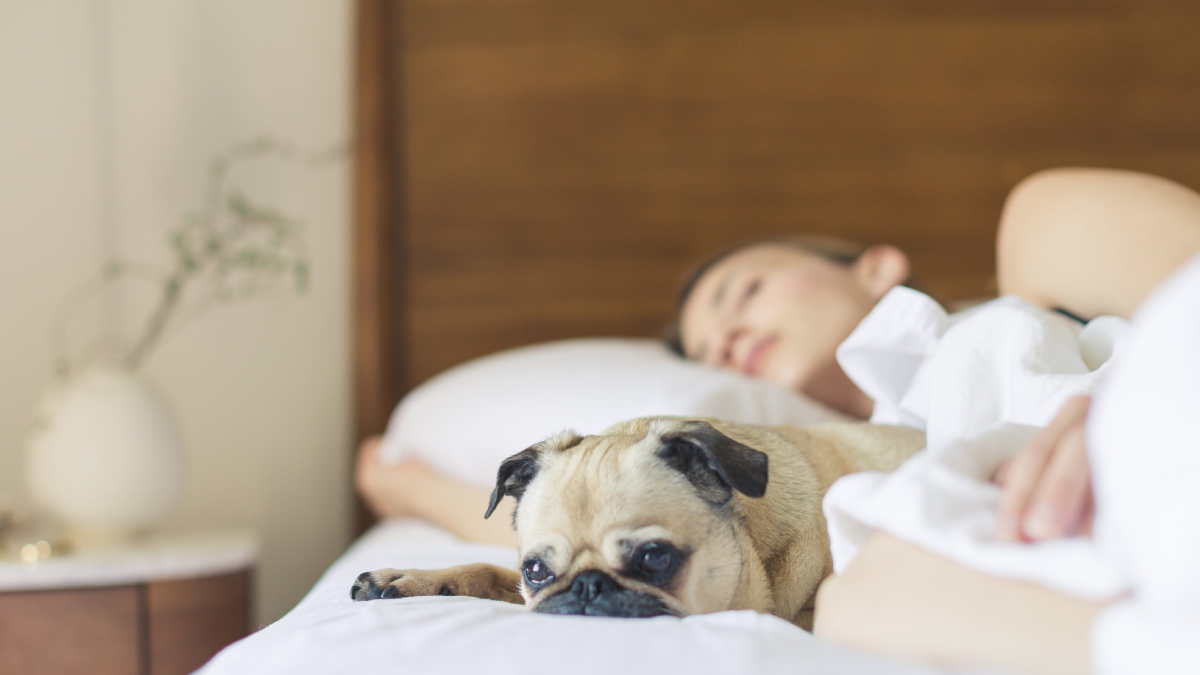 Cada vez mais comum nos lares brasileiros, o hábito de dividir a cama com cães e gatos tem vantagens e desafios para a saúde do sono (Foto: Pexels)