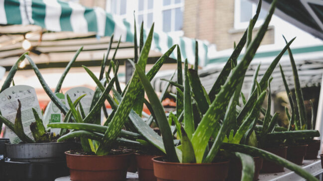 Fácil de cultivar, a babosa é uma das plantas mais versáteis para quem está começando na jardinagem (Foto: Pexels)