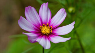 Colorida, resistente e fácil de cuidar, a cosmos é a flor que pode transformar qualquer jardim em um cenário encantador (Foto: Pexels)