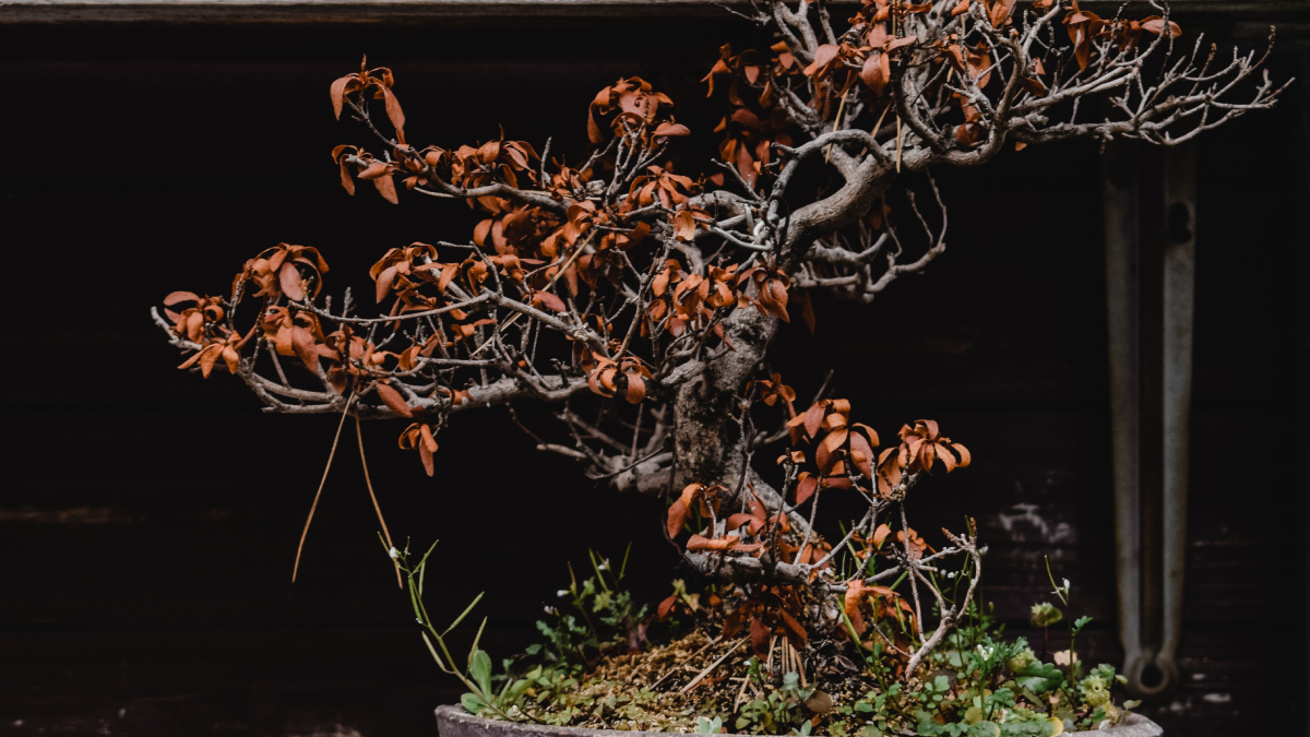 Conheça a espécie que une beleza, elegância e fácil cultivo para renovar a decoração da sua varanda (Foto: Pexels)