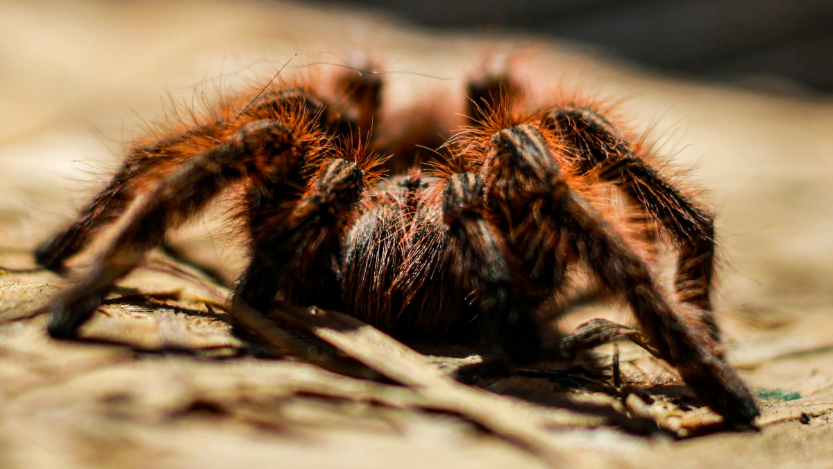 A tarântula está entre os animais exóticos mais curiosos criados como pet (Foto: Pexels)