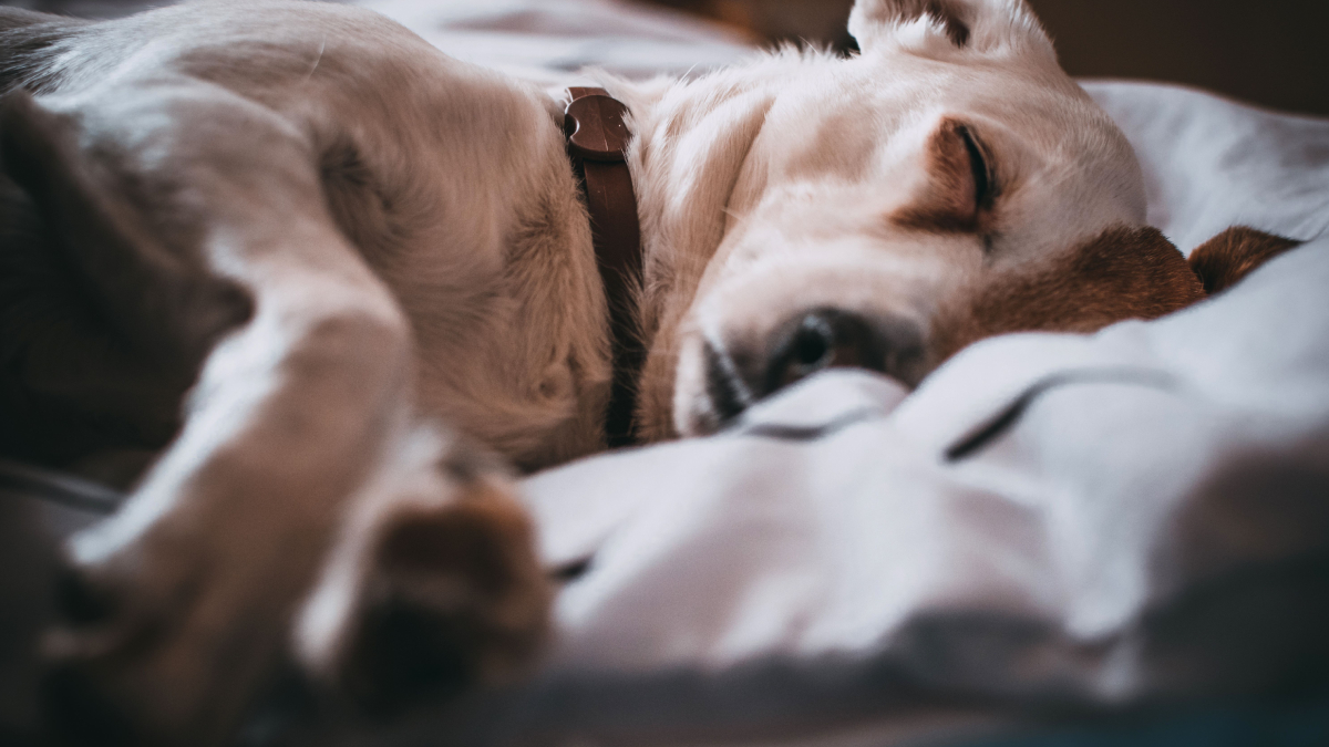 O carinho dos animais de estimação ajuda a reduzir o estresse, mas especialistas alertam para possíveis impactos na qualidade do descanso (Foto: Pexels)