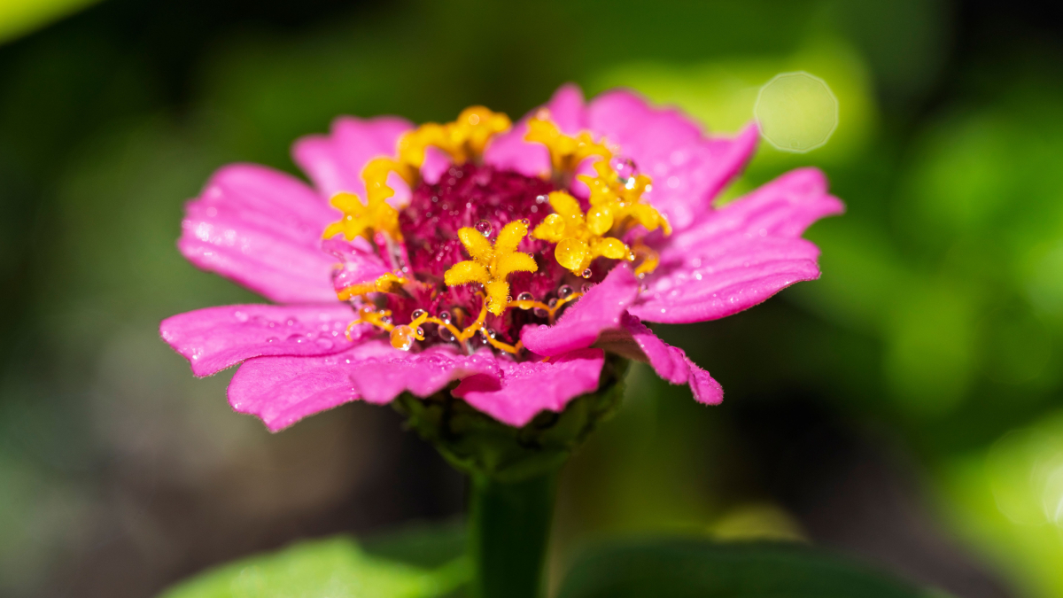 As zínias oferecem flores grandes e coloridas, além de suportarem bem o calor e o sol intenso (Foto: Pexels)