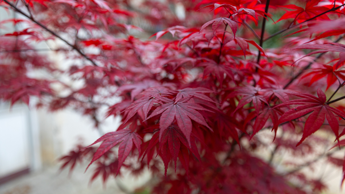 Compacta e ornamental, essa árvore transforma varandas comuns em cenários inspirados nos tradicionais jardins japoneses (Foto: Pexels)