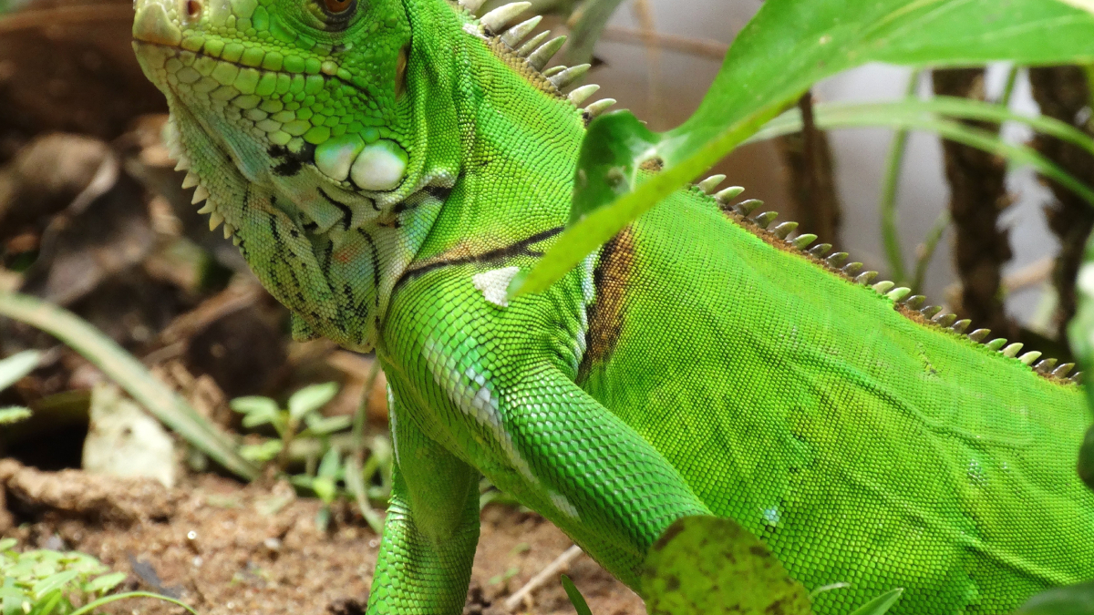 O animal exige controle de temperatura e iluminação para se desenvolver corretamente (Foto: Pexels)
