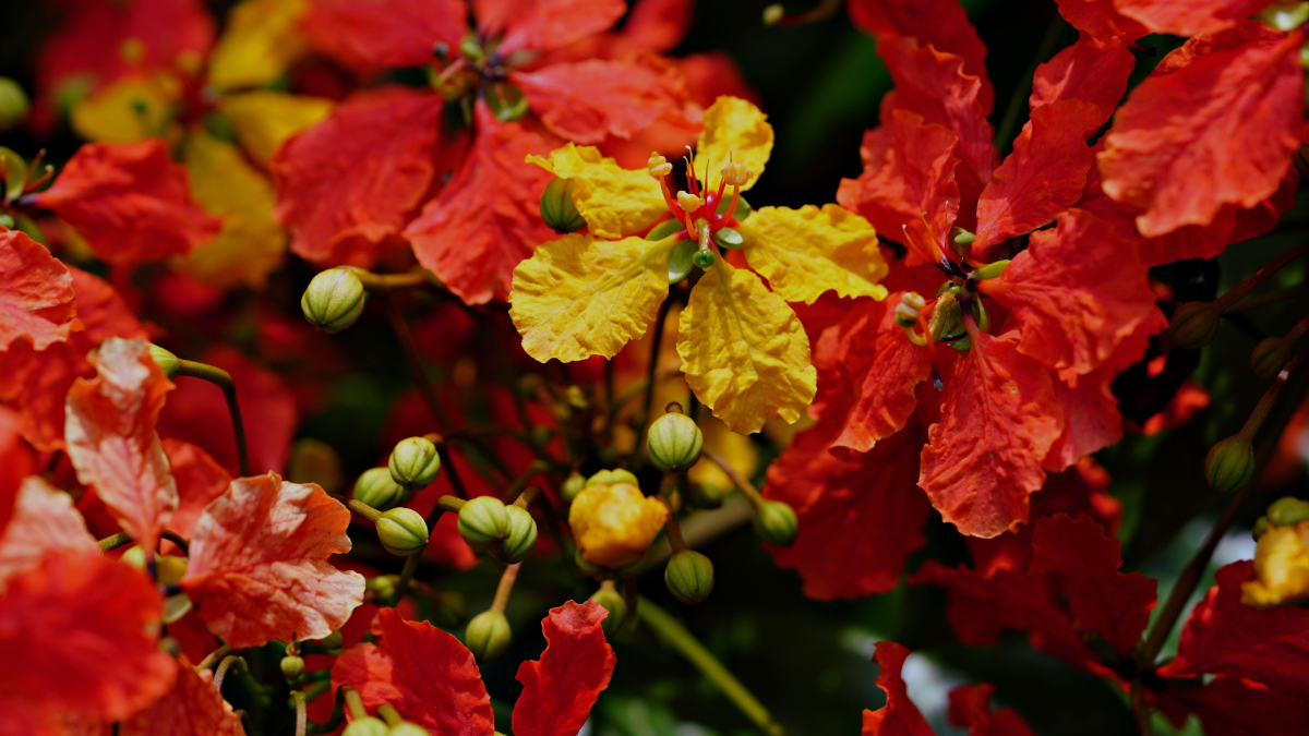 Um jardim com diversidade de plantas pode se transformar em um importante refúgio para a fauna local (Foto: Pexels)