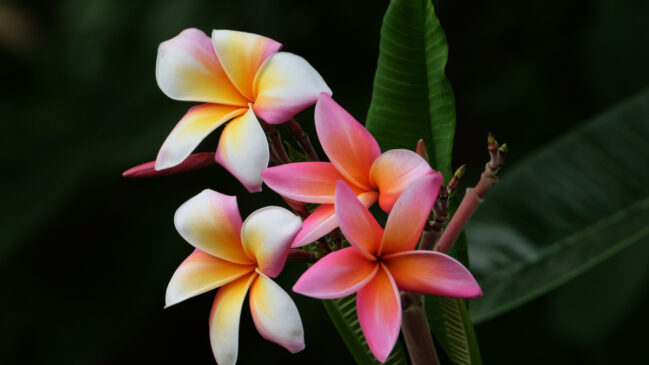 O jasmim une beleza e fragrância em uma planta que conquista espaço na decoração (Foto: Pexels)