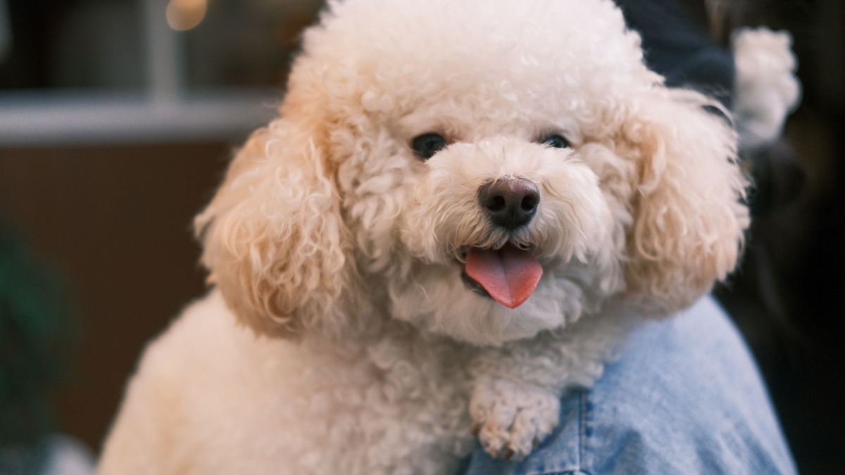 A solução inovadora pode inspirar outros países a criar ambientes mais amigáveis para quem vive com pets (Foto: Pexels)