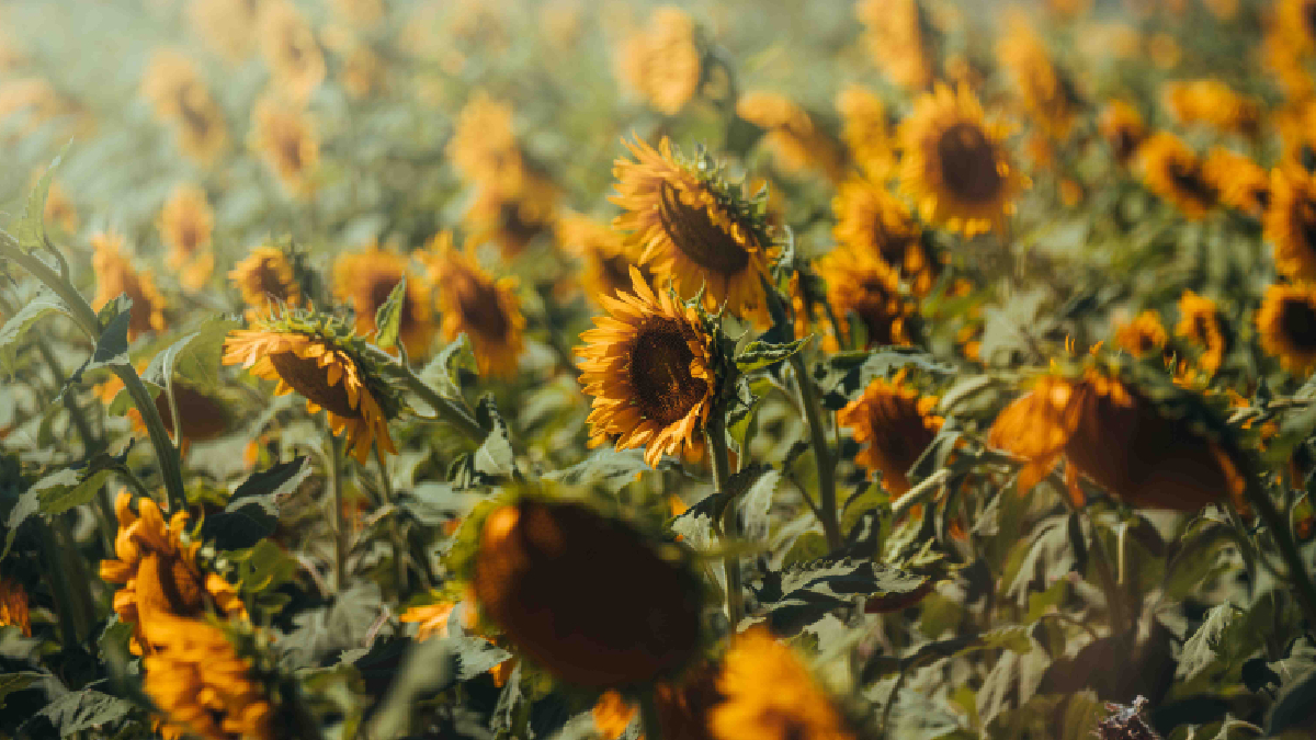 Além da beleza, o cultivo do girassol vem ganhando espaço e importância nas lavouras paulistas (Foto: Pexels)