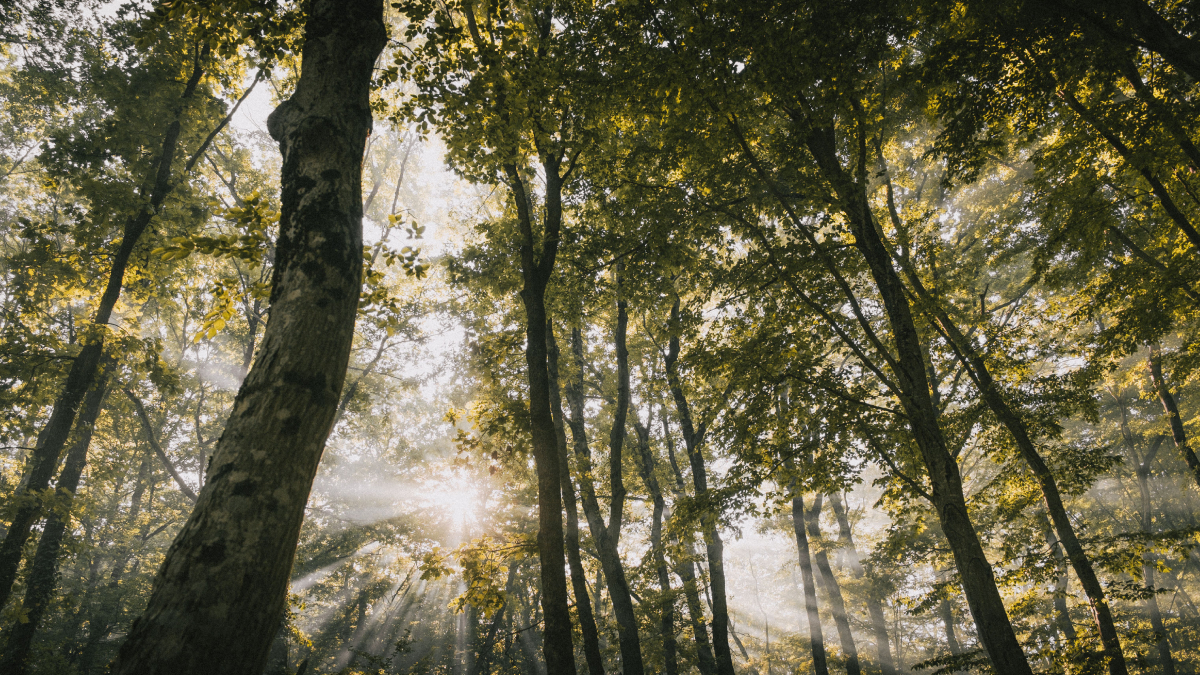 A descoberta reforça a necessidade de combinar preservação ambiental com redução das emissões de gases de efeito estufa (Foto: Pexels)