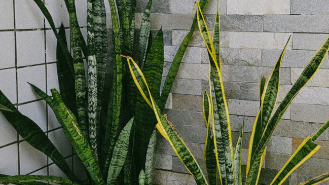 Resistente e fácil de cuidar, a espada-de-São-Jorge é uma das plantas mais populares para ambientes internos (Foto: Pexels)