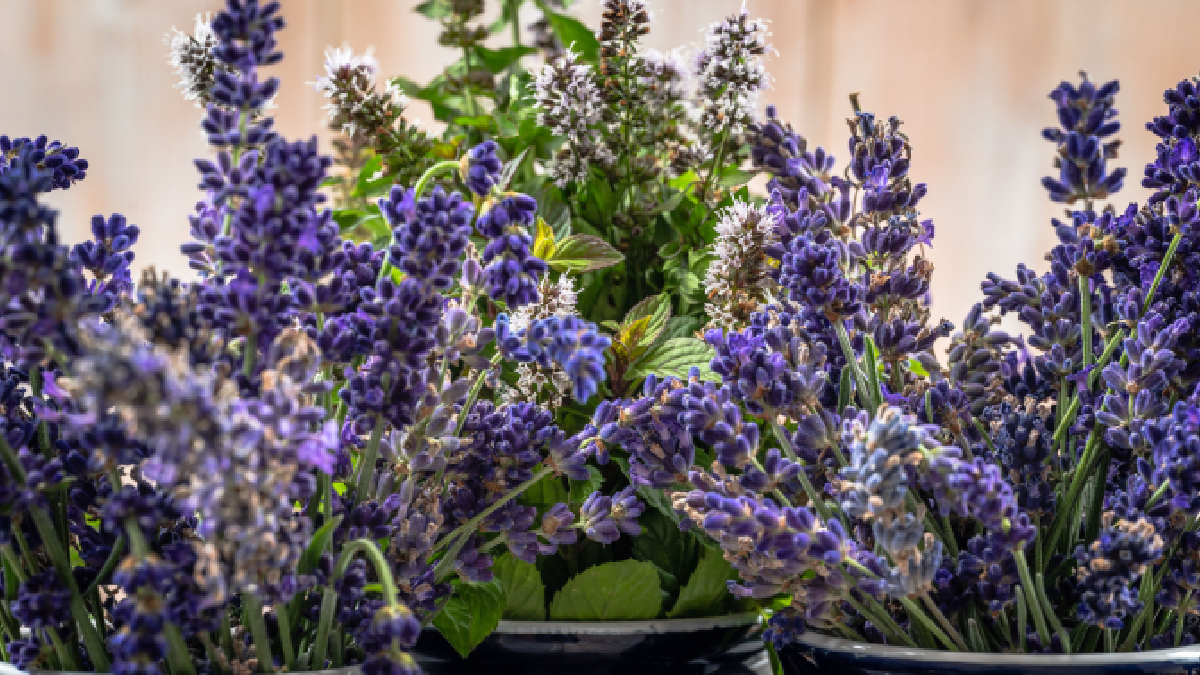 O aroma delicado do jasmim é frequentemente associado à tranquilidade e ao relaxamento (Foto: Pexels)