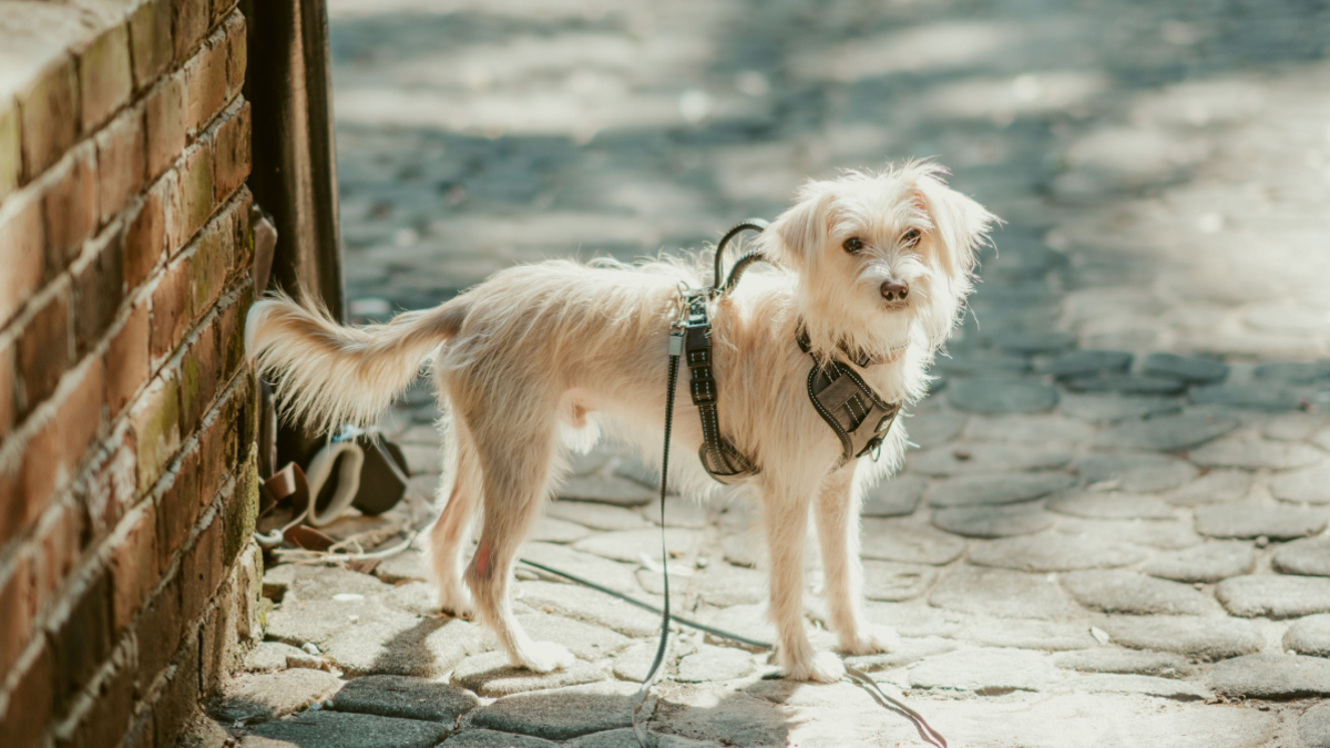 A tendência reflete o crescimento de cidades cada vez mais adaptadas às necessidades dos animais de estimação (Foto: Pexels)