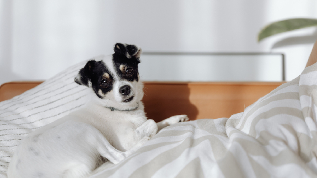 Movimentos, ruídos e mudanças de posição durante a madrugada podem influenciar o sono de quem compartilha a cama com um pet (Foto: Pexels)