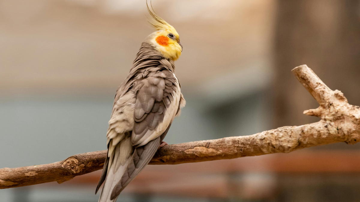 Inteligente e sociável, a calopsita cria fortes laços com seus tutores (Foto: Pexels)