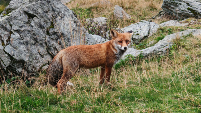 Pesquisadores identificaram a presença frequente de raposas em uma fazenda solar na Califórnia, nos Estados Unidos (Foto: Pexels)