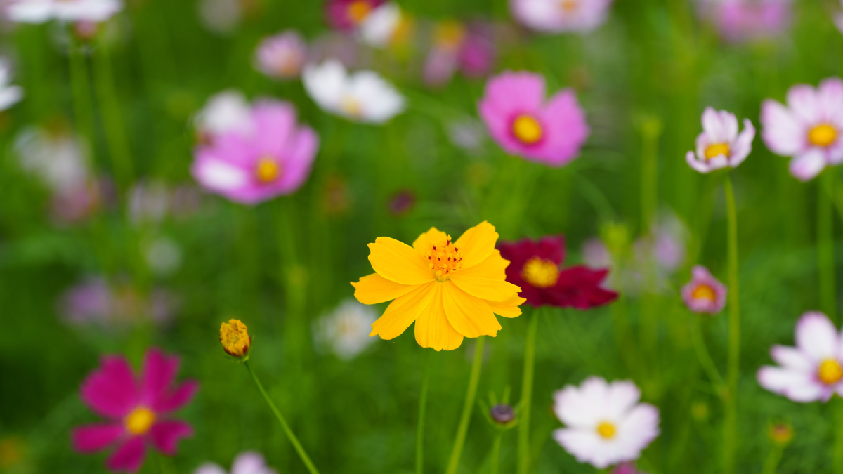 Disponível em tons de branco, rosa, roxo e magenta, a cosmos é uma explosão de cores na paisagem (Foto: Pexels)