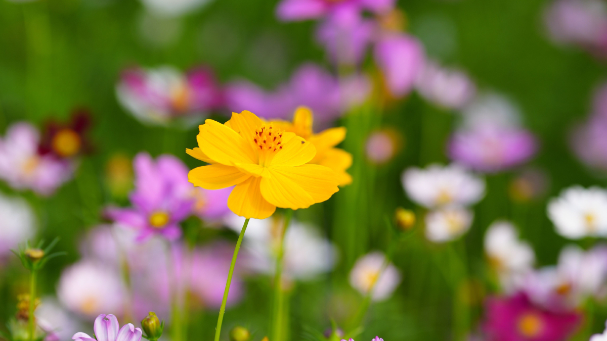A retirada das flores secas estimula novas florações e mantém a planta bonita por mais tempo (Foto: Pexels)