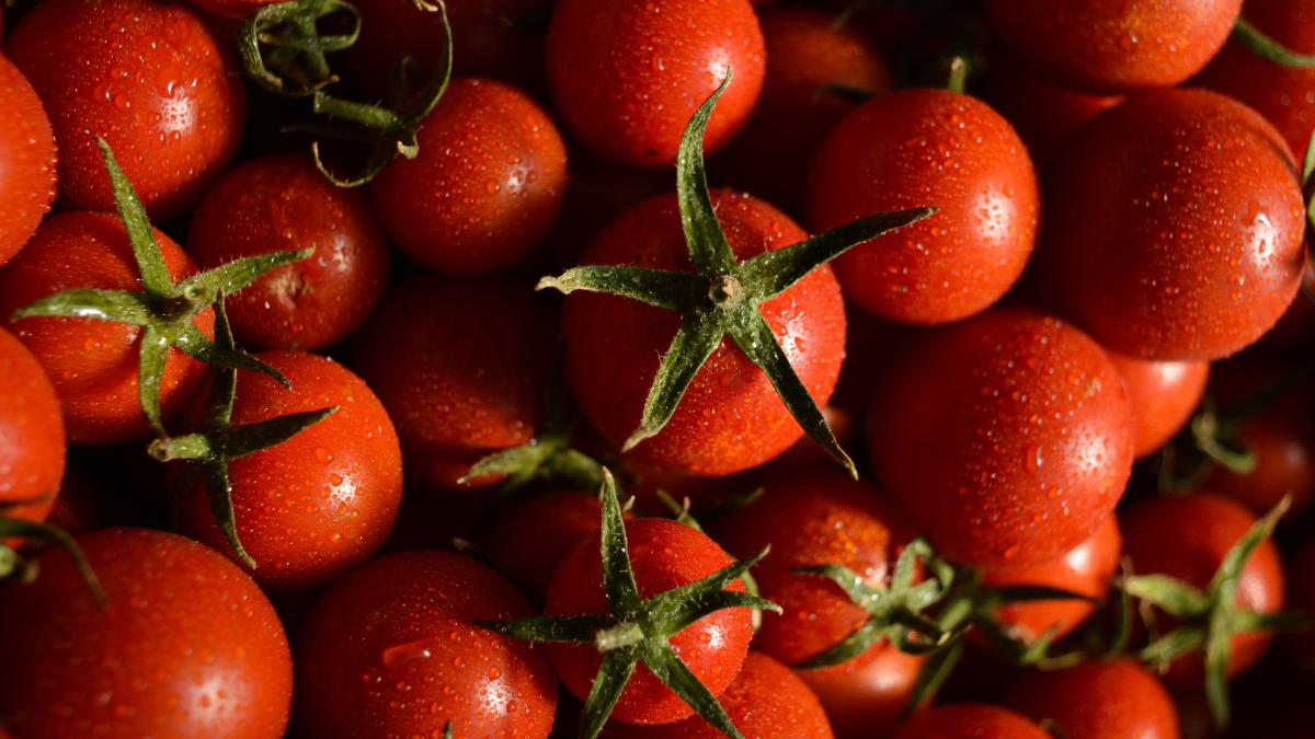 O cultivo doméstico de tomates é uma alternativa prática para quem deseja montar uma horta em pequenos espaços (Foto: Pexels)
