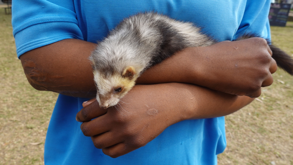 O animal adora explorar ambientes e precisa de supervisão durante os passeios (Foto: Pexels)