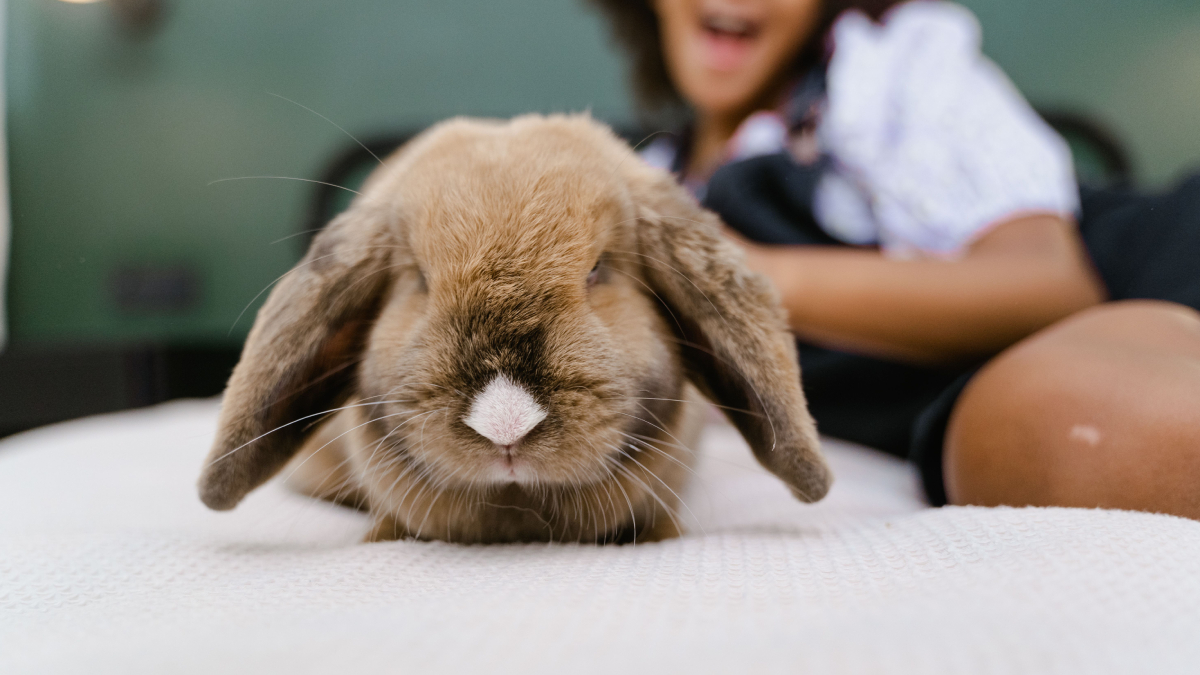 Além da aparência fofa, os coelhos precisam de espaço para correr e explorar o ambiente (Foto: Pexels)