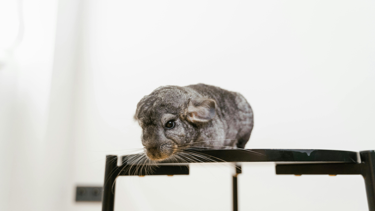 A chinchila chama atenção pela pelagem extremamente macia e pelo comportamento curioso (Foto: Pexels)