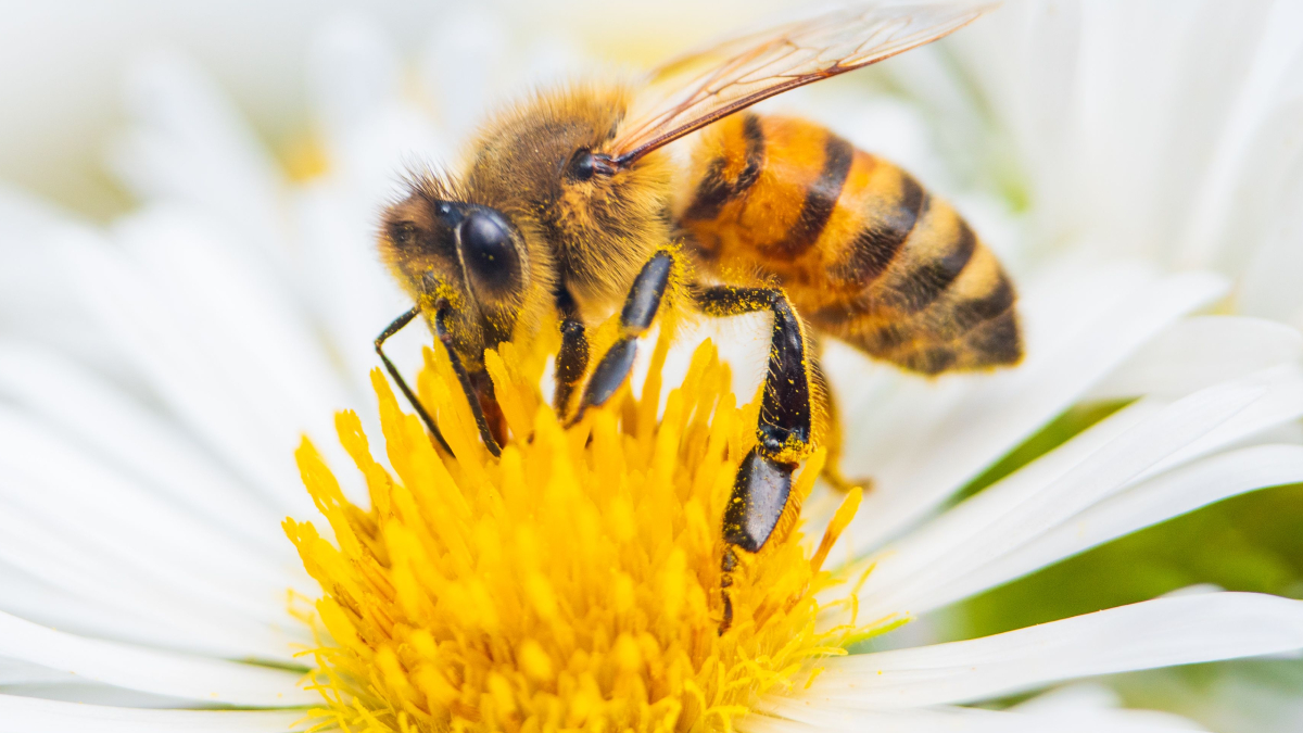 Além da beleza, a presença de polinizadores favorece a produção de flores, frutos e sementes (Foto: Pexels)