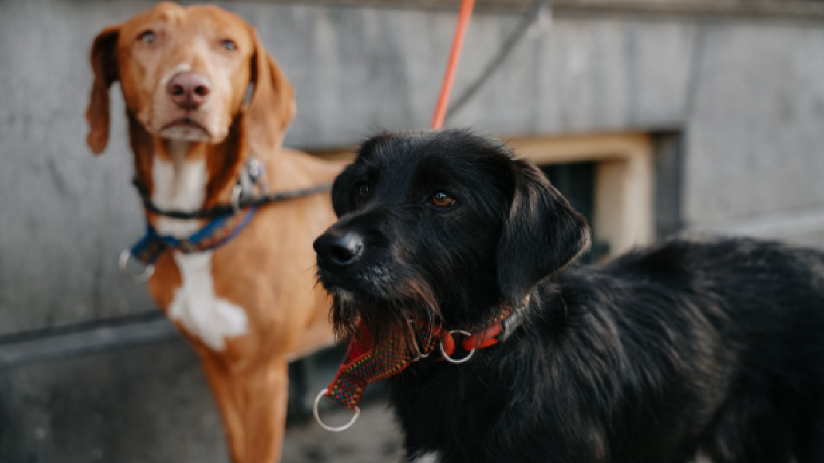 A tendência que viralizou nas redes sociais promete transformar a experiência de quem sai de casa acompanhado do pet (Foto: Pexels)