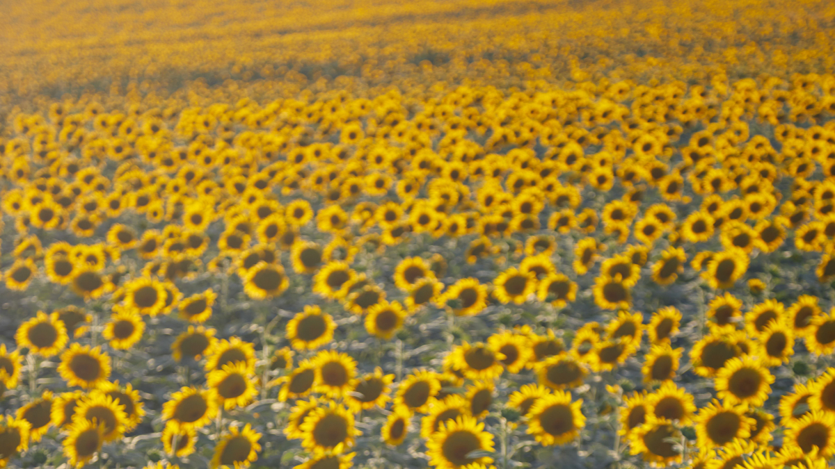 O amarelo vibrante dos girassóis colore a paisagem rural e encanta quem passa pela região (Foto: Pexels)